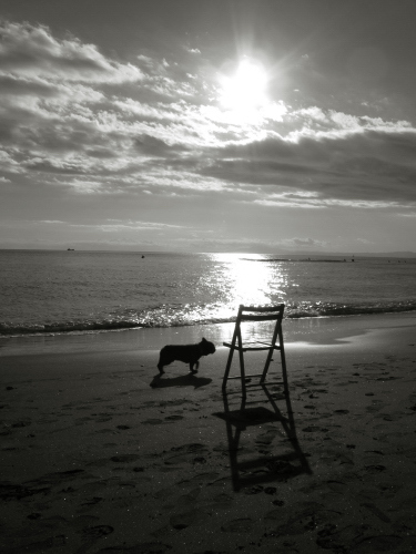 chair　＆　dog