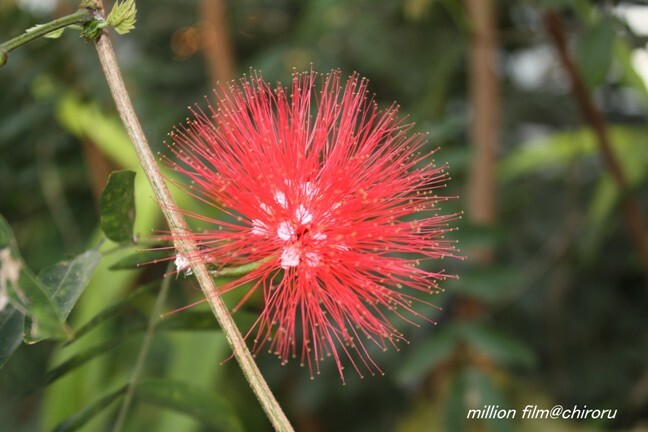 植物園の花