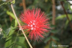 植物園の花