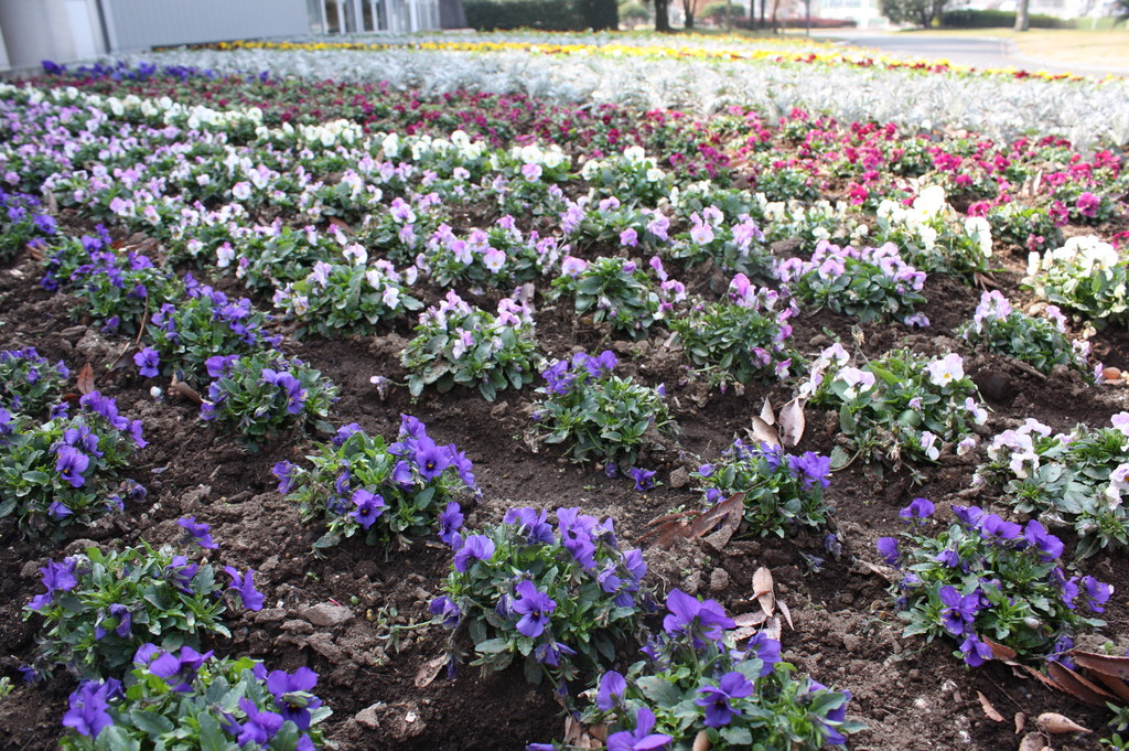 動物園の花壇