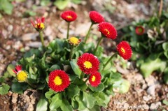 動物園の花