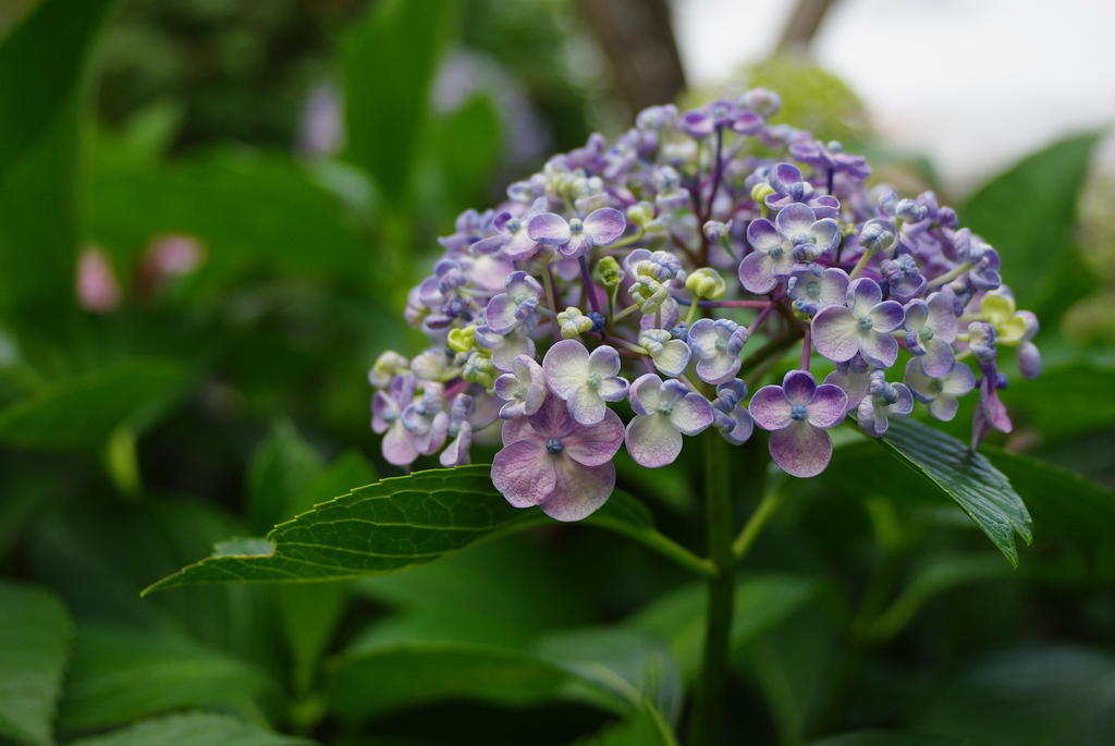 紫陽花