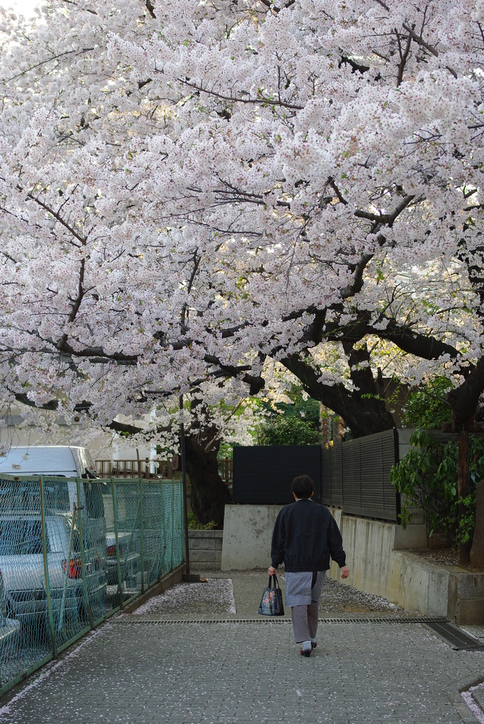 桜