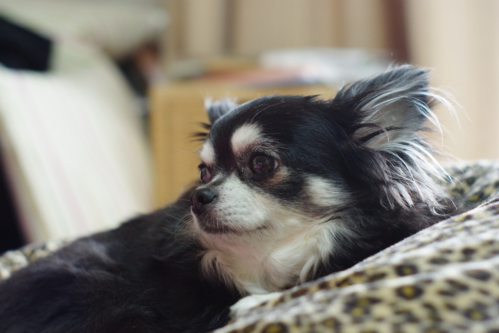 犬