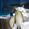 ペンギン