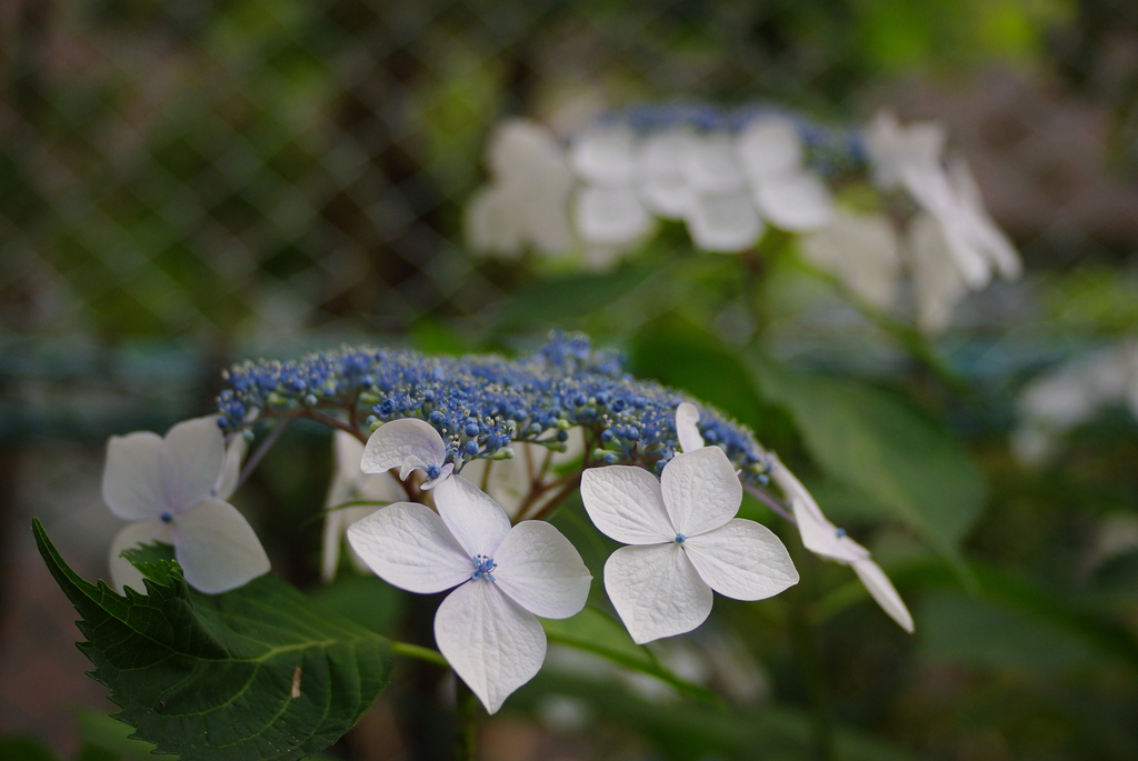 紫陽花