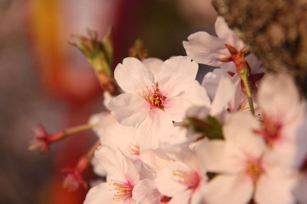 もうすぐ葉桜