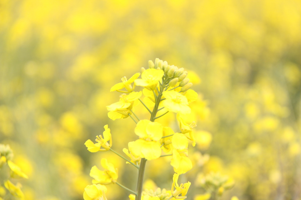 菜の花