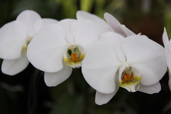 Phalaenopsis