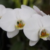 Phalaenopsis