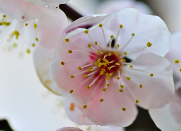 花びら