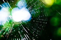 Spider's Thread