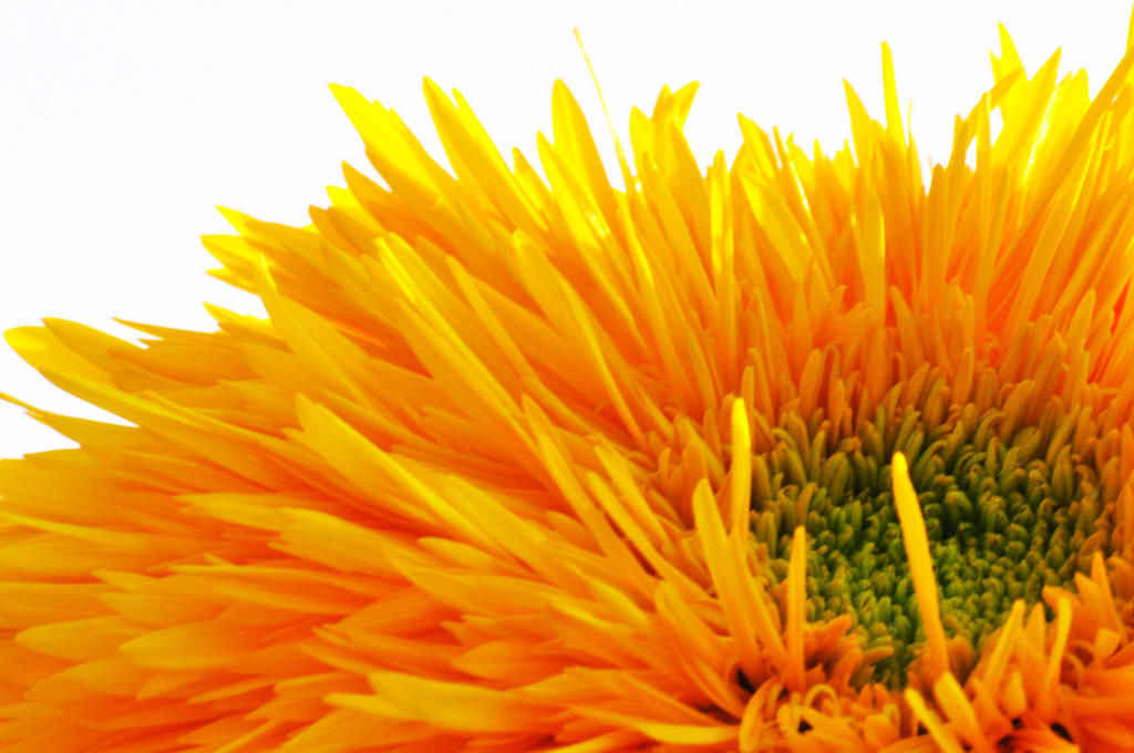 A petal