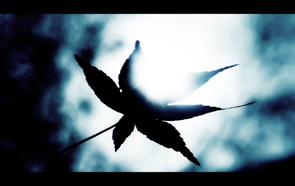 Dance of colored leaves