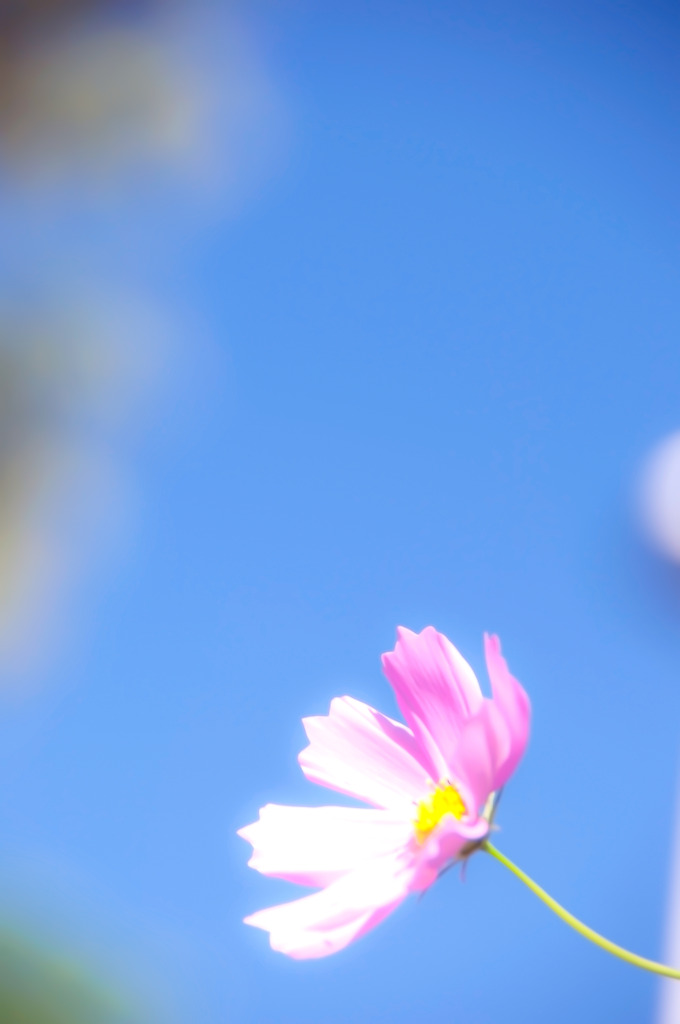 花咲く〜光を受けて〜