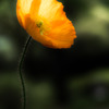 華灯