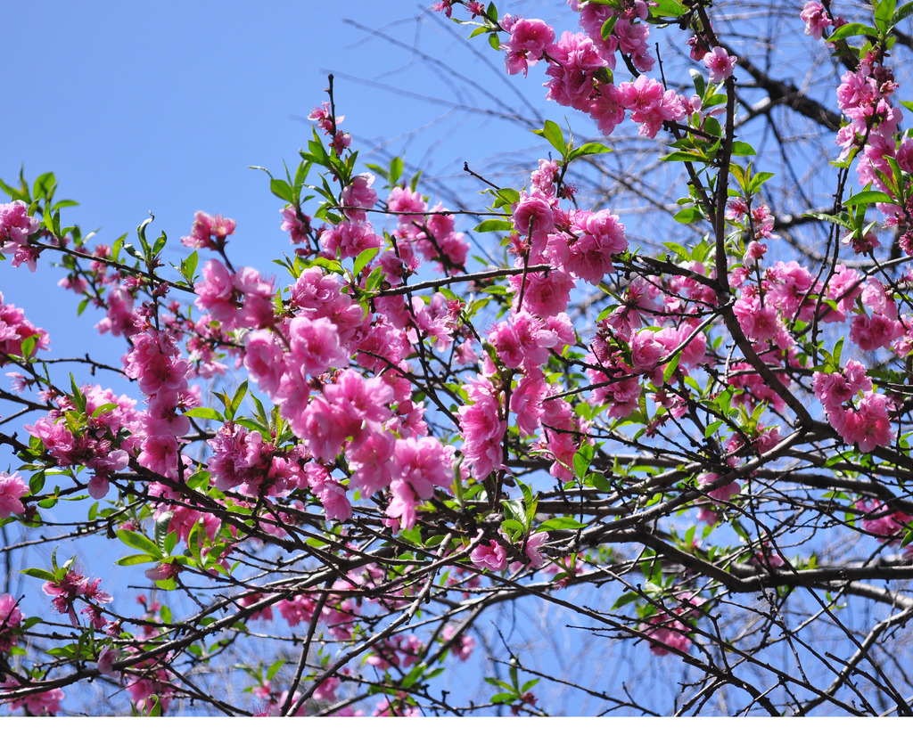 桜咲く