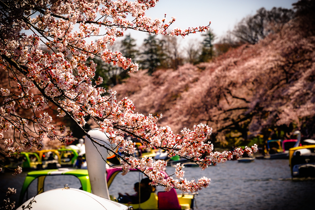 桜咲く