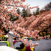 桜咲く