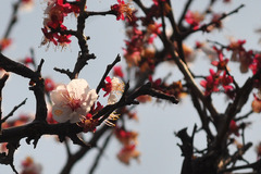 まだまだ桜には負けん！！