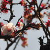 まだまだ桜には負けん！！