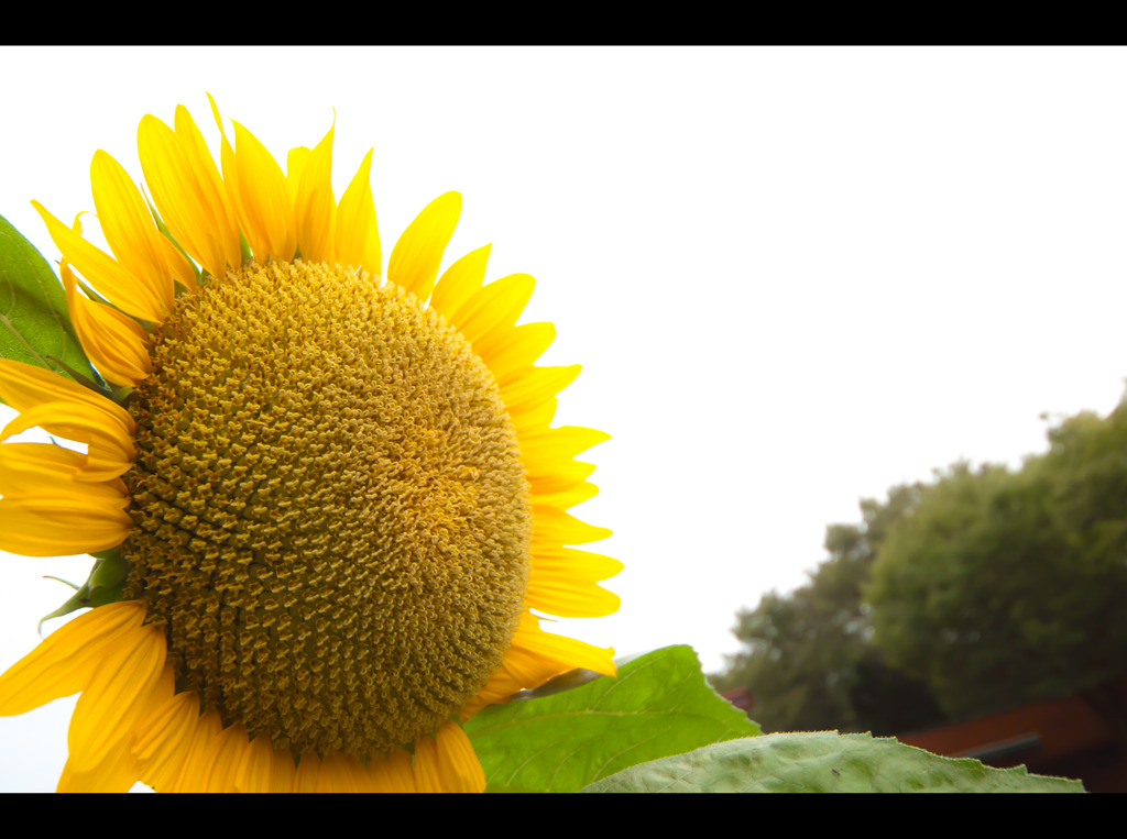Summer Flowers