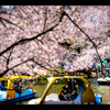 桜の下