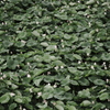 Lotus,lotus,lotus...