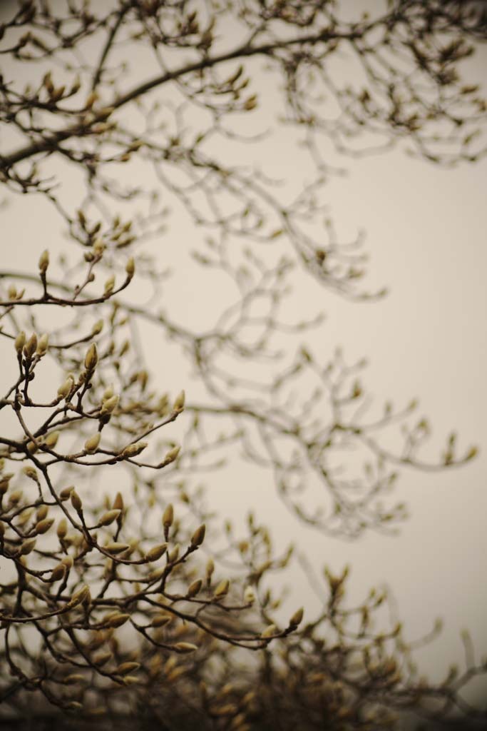 waiting to bloom