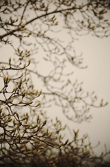 waiting to bloom