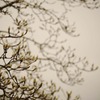 waiting to bloom