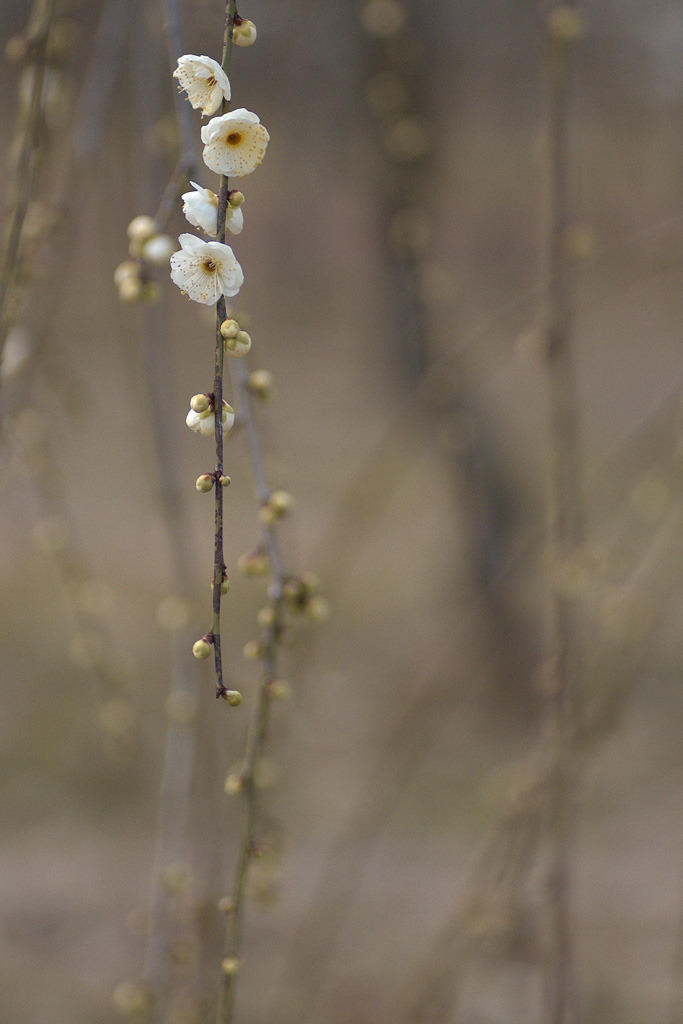 early spring