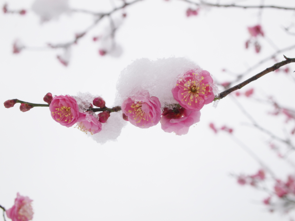 beauty in the snow