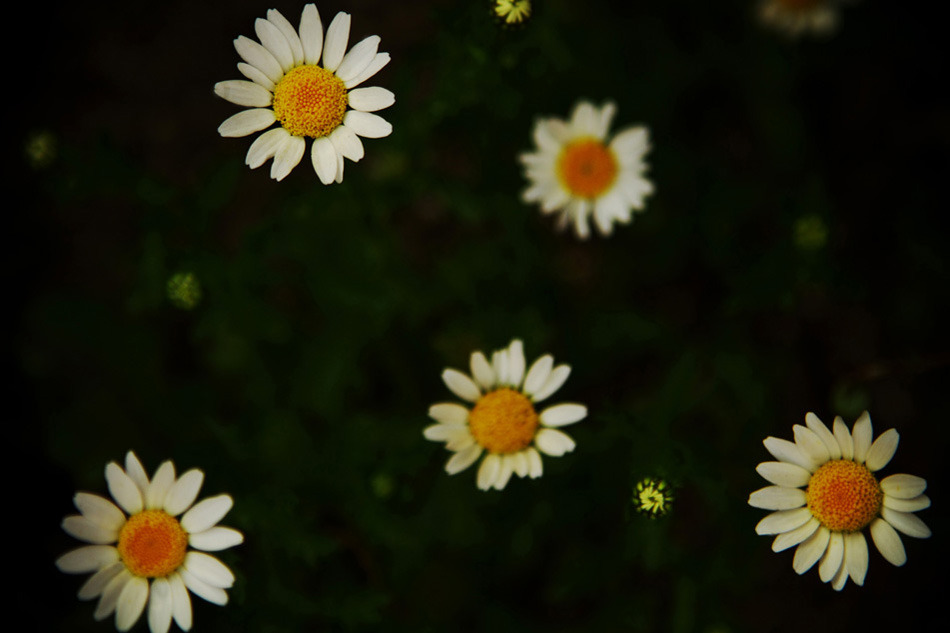 little garden
