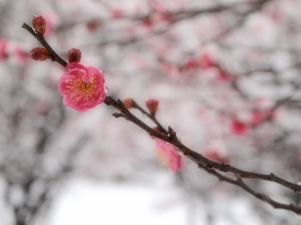 snow plum