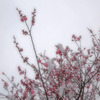 snow plums