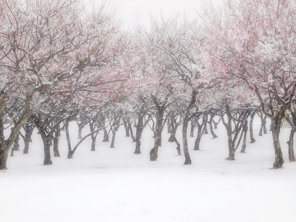snow plums