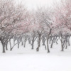 snow plums