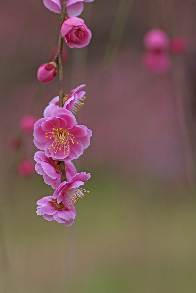 spring has come!