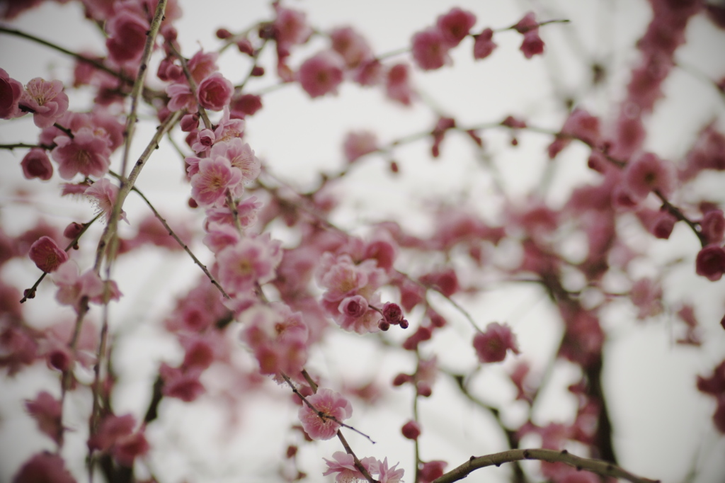 spring shower