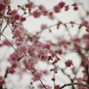 spring shower