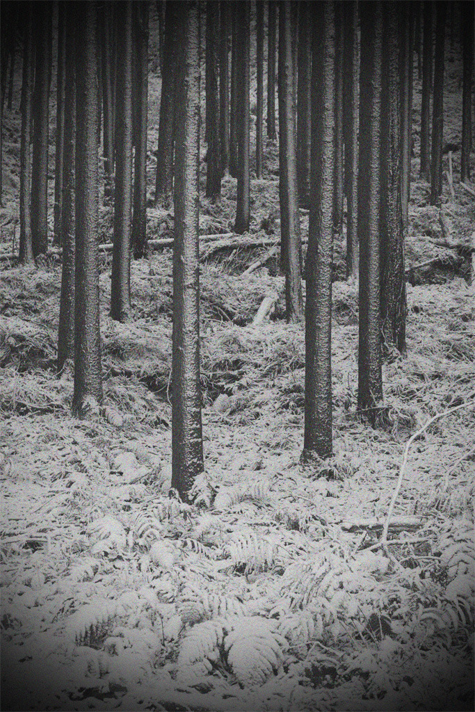 winter labyrinth