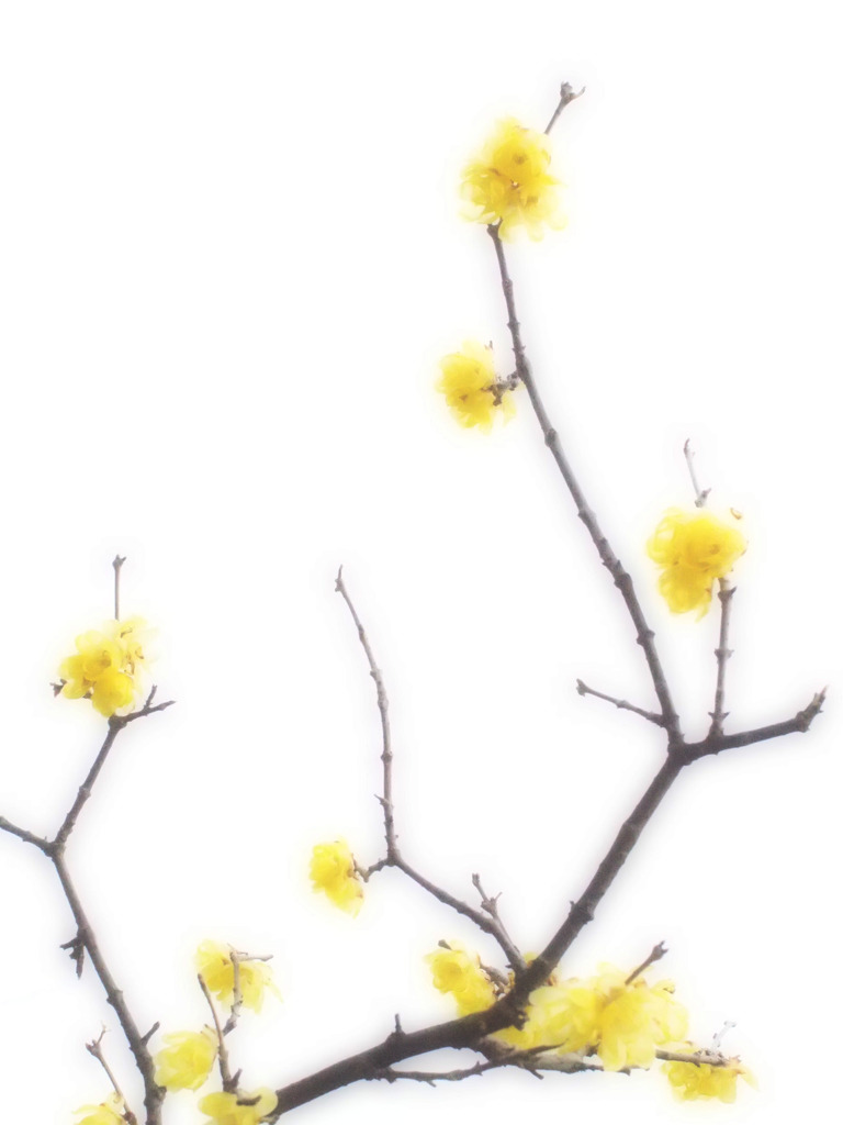 almost transparent yellow