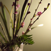 dash of spring