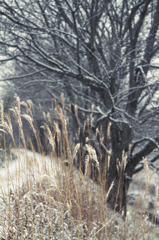 雪