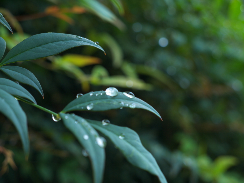 雨の日