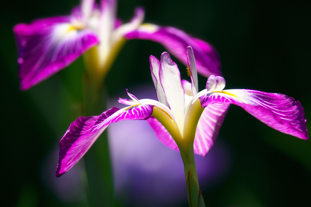 大村公園花菖蒲