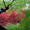 紅葉の初夏