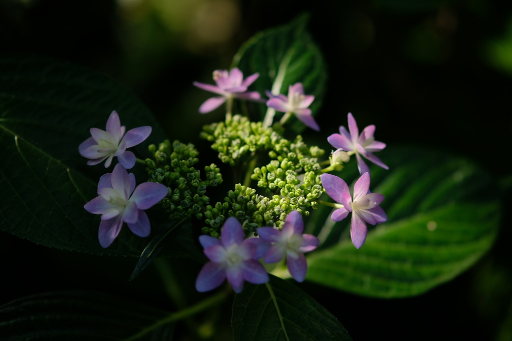 花火