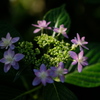 花火